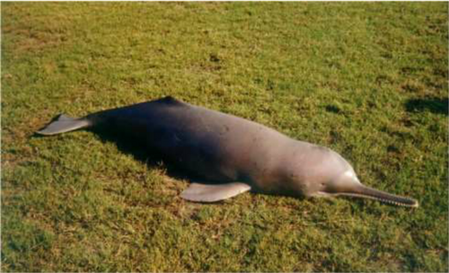 Indus river dolphin